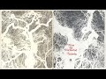 STRAWBS - Sheep