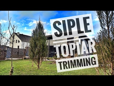 Easy TOPIARy Trimming // timelapse