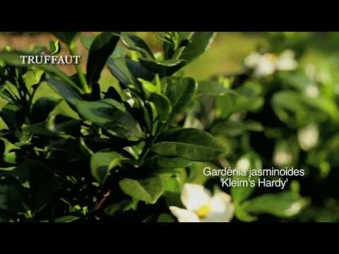 , title : 'Gardenia jasminoides kleim's hardy : plantation et entretien - Truffaut'