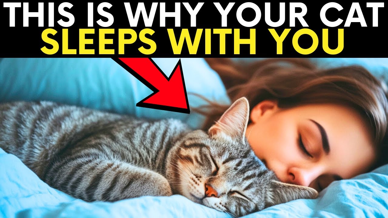If Your Cat Sleeps With You, They’re Trying to Tell You This!