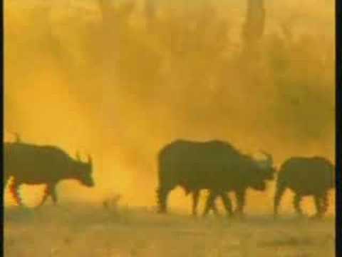 WildEarth.TV 7-16-08 Large Buffalo Herd Pt1