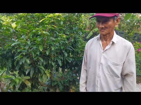 Sự khác nhau giữa trồng mai vườn và mai chậu