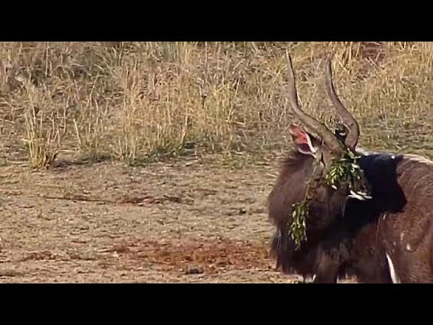 Djuma: Nyala bull trying to camouflage behind tree twig and leaves? - 16:43 - 09/13/20