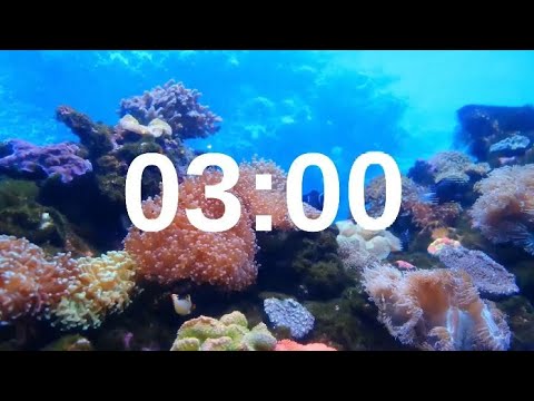 3 Minute Timer Relaxing Music Lofi Fish Background