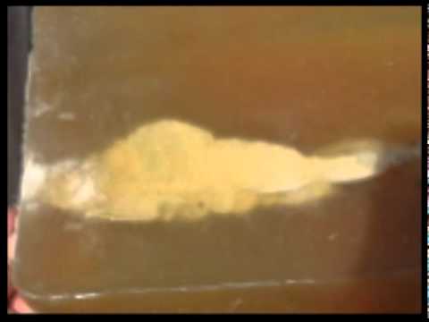 Glaser Safety Slug .40 blue vs silver through wall