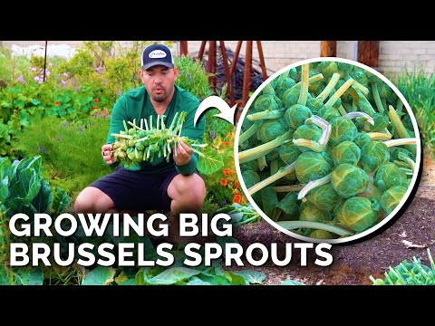 , title : 'How to Grow Brussels Sprouts for Beginners'