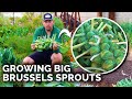 How To Grow Brussels Sprouts For Beginners