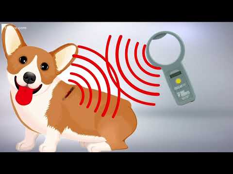 Science Behind Your Pet's Microchip