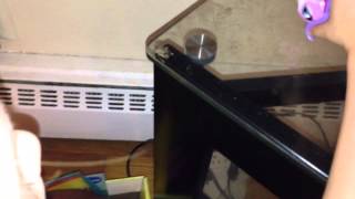 Doodlebug finds a bug