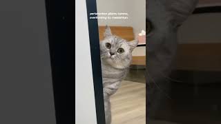 Download lagu story wa kucing sad|story wa kucing keren #shorts #storywa mp3 Download lagu story wa kucing sad|story wa kucing keren #shorts #storywa mp3