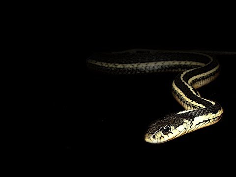 Blackarch - Arch Linux