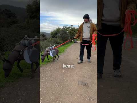 Habt ihr noch Hunde Tipps? #Hund #Comedy #lustig #Tier #humor