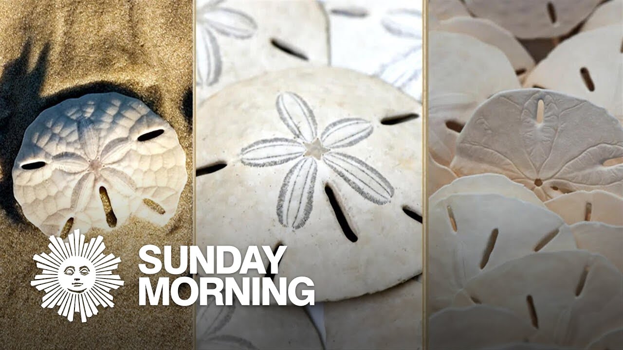 On the hunt for sand dollars