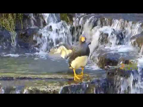 download lagu mp3 mp4 Zoo De Dou La Fontaine, download lagu Zoo De Dou La Fontaine gratis, unduh video klip Zoo De Dou La Fontaine