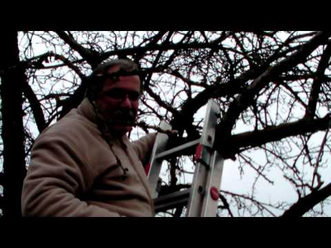 Schneiden im Garten 2011 - Apfelhochstamm 3v6