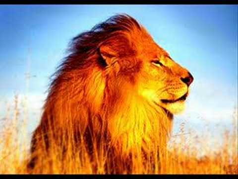 VIVA HOLLANDIA ( EK 2008 )