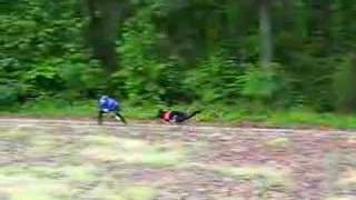 2/5 - Search & Rescue dog training - bark indication