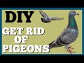 Trick to Get Rid of Pigeons on Roof - Dad's Den