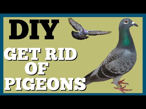 YouTube video about: How to stop birds pooping on my roof?