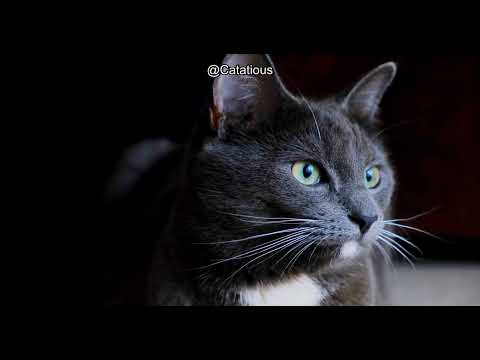 The Ultimate Guide to Choosing Cat Food: Top Tips for a Healthy, Happy Kitty!