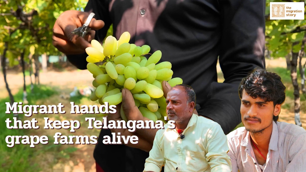 In Telangana's withering grape farms, workers toil to sustain the harvest