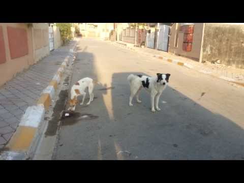 2 adorable stray dog looking for home