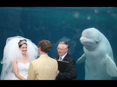 The Most Epic Wedding Photobombs Ever | Funny Pictures Video