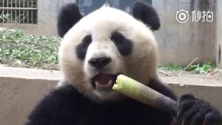 Adorable Giant Panda Eating Bamboo Shoots (true ASMR video)