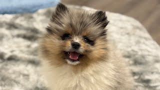 Getting My Pomeranian Puppy
