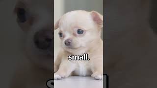 IS THIS the SMALLEST PUPPY Ever 😱 | Wholesome Moments