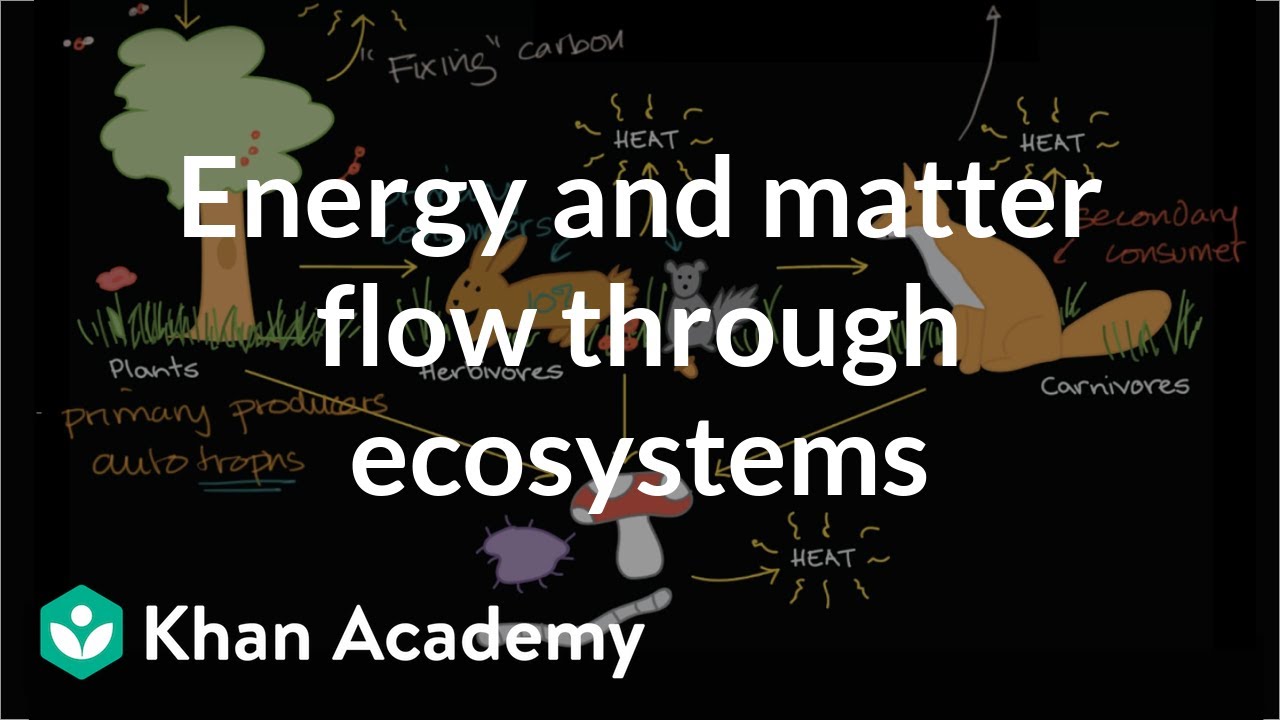 What is a flow of energy in biology?