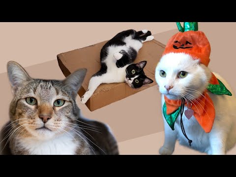 Funny Angry Cats🐱Funny Animal Videos Compilation 2022# 6