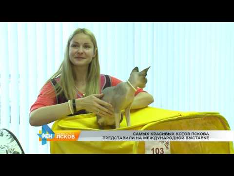 Новости Псков 21.11.2016 # Выставка кошек