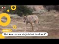 Steeds meer wolven gespot in Nederland