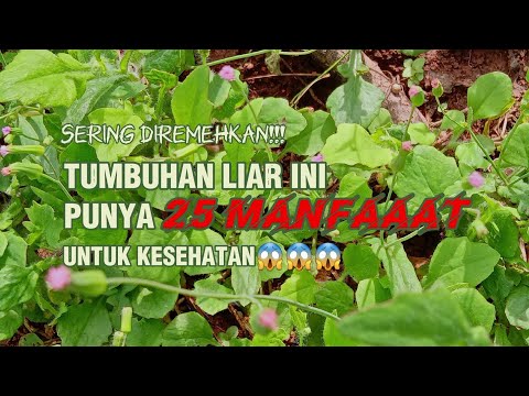 Manfaat Tempuh Wiyang atau Jonghe