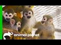 Male Squirrel Monkey Gets Introduced To The Females For The First Time The Zoo