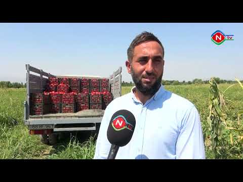 Ailə təsərrüfatları - 10.08.2022