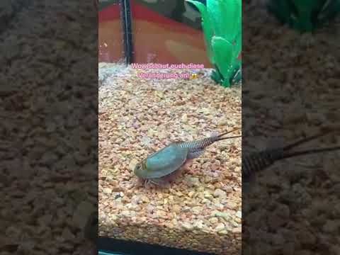 Wahnsinn, oder? 😳💚 #shorts#short#triops