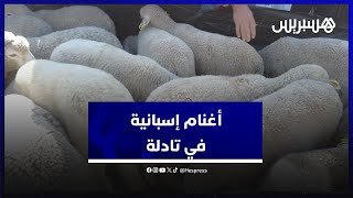 أغنام إسبانية في سوق الماشية بقصبة تادلة.. كسابة يؤكدون انخفاض الأثمنة ومواطنون يثنون على أسعارها thumbnail