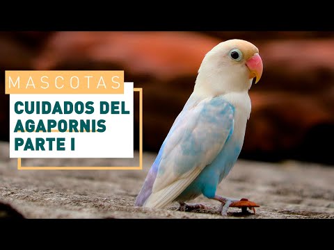 How to care for a lovebird: feeding and cages | Verdecora