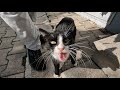 Tailless Tuxedo Cat Asks Me For Food With Its Loud Meow