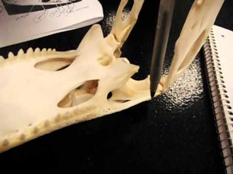Alligator internal skull