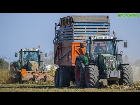 Fendt Vario Tms 415 - 412 + Stacchenzini | Sugar Beet Harvest | By Edoagri20