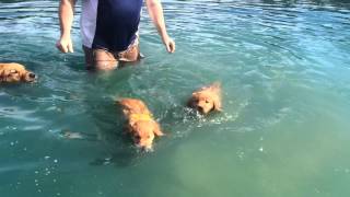 2 Pups Swim