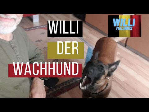 Was will Willi mir sagen? Ich bin jetzt ein Wachhund? Oder was?
