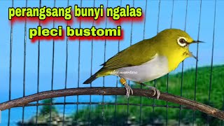 Download lagu Suara Pleci Ngalas   Gacor Untuk Perangsang Bunyi Ngalas || Pleci Bustomi Gacor mp3 Download lagu Suara Pleci Ngalas   Gacor Untuk Perangsang Bunyi Ngalas || Pleci Bustomi Gacor mp3