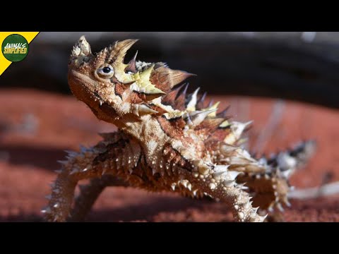 Thorny Devil: Australia's Tiny Dragon Lizard That Drinks Water Thru It's Skin