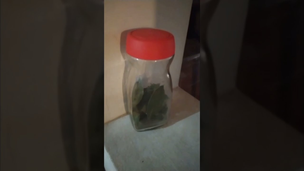 Cómo conservar correctamente las hojas de Laurel