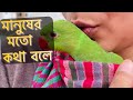 অবাক বেপার টিয়া কথা বলে.Talking Parrot Bangla Part 3 টিয়া কথা 