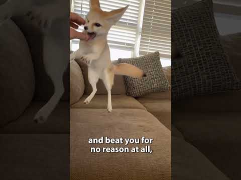 Why you should NEVER be friends with a #fennec #fox #crazy #facts #fennecfox #silly #funny #shorts